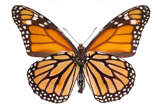 Danaus plexippus