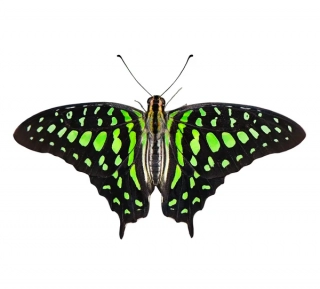 Graphium agamemnon