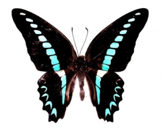 Graphium milon