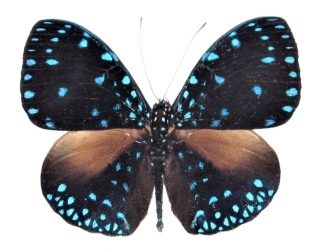 Hamadryas laodamia