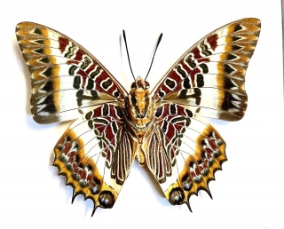 Charaxes brutus