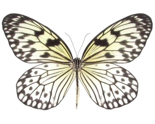 Idea leuconoe