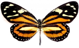 Lycorea cleobaea