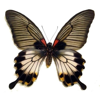 Papilio lowi