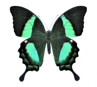 Papilio palinurus