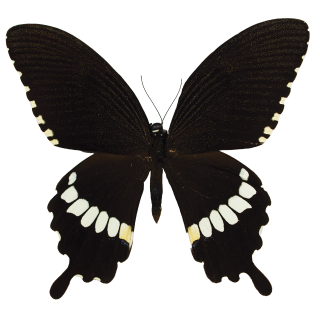 Papilio polytes