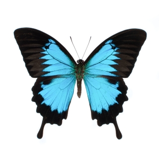 Papilio ulysses