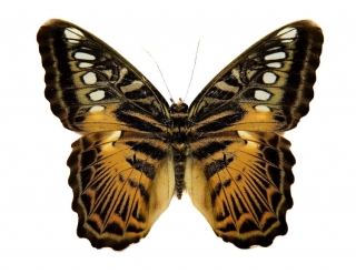 Parthenos sylvia