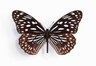 Tirumala septentrionis