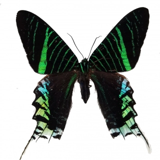 Urania leilus