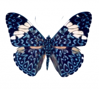 Hamadryas amphinome