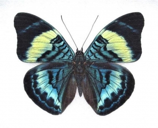 Panacea prola