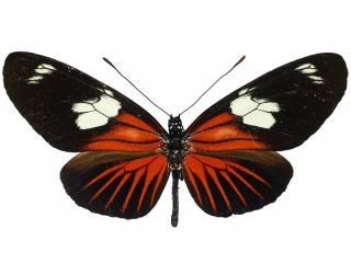 Heliconius doris