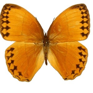 Stichophthalma neumogeni