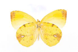 Eronia leda