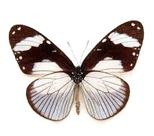 Amauris niavius