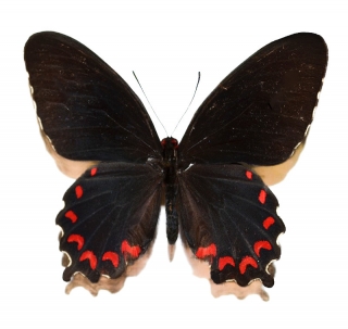 Parides montezuma