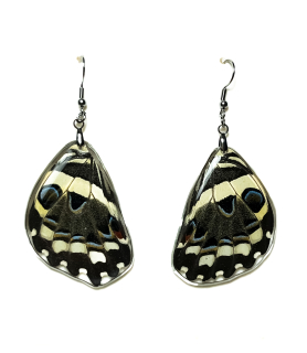 Náušnice z křídla motýla Papilio demoleus. No. 1491