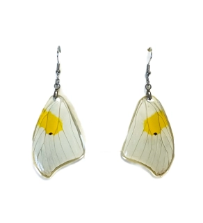 Náušnice z křídla motýla Anteos clorinde  No. 2036