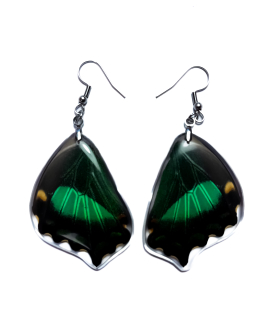 Náušnice z křídla motýla Papilio palinurus No. 2054